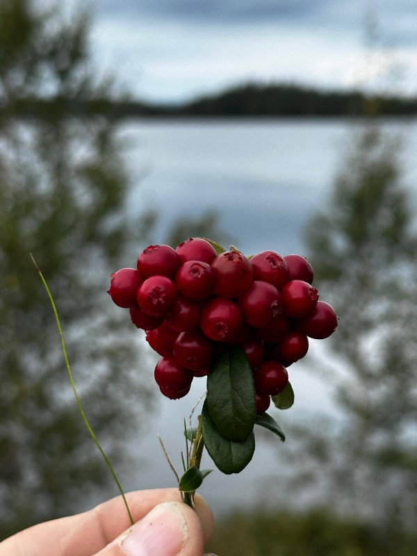 Preiselbeeren
